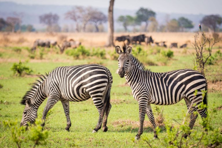 Mikumi National Park