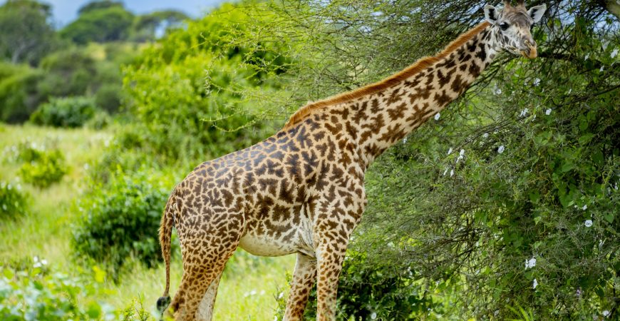 Giraffe-Tarangire