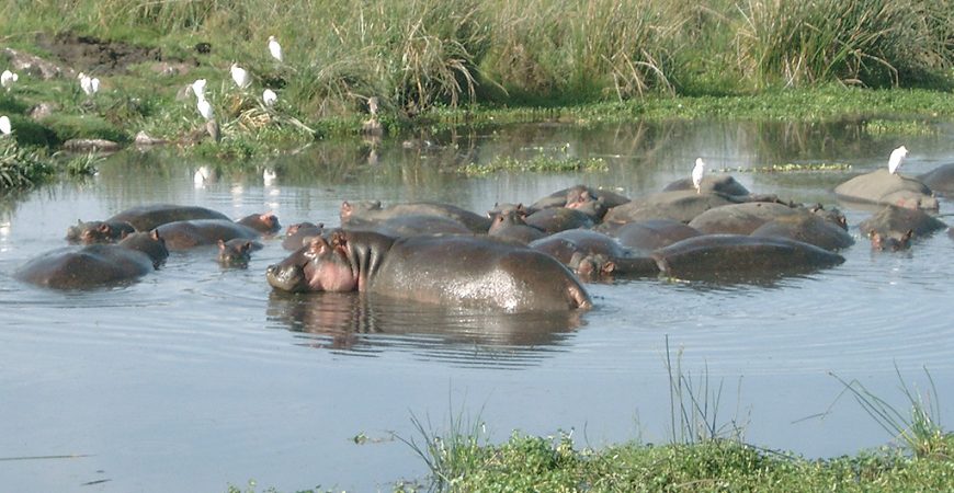 Hippos,_Ngorongoro_Crater