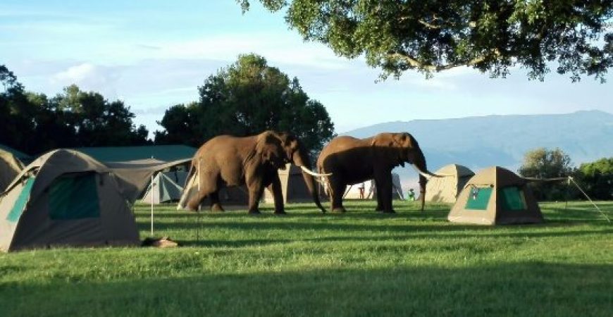 elephants-at-simba-campsite